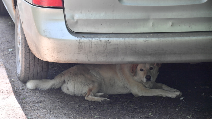 В Домодедово двух школьниц покусала бродячая собака