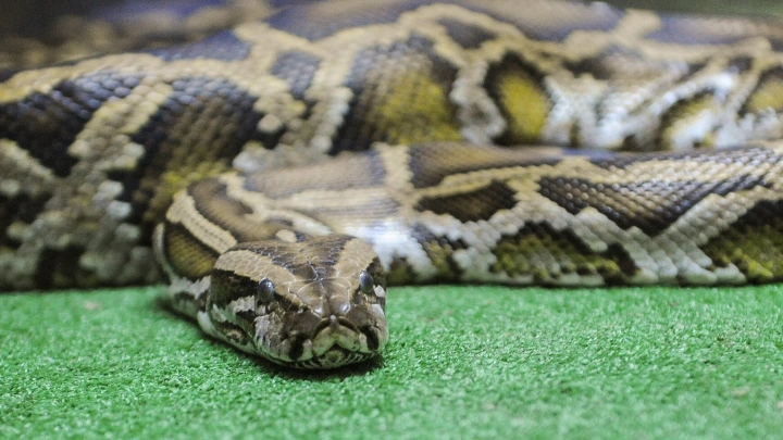 Из-за потепления в Британию вернулись эскулаповы змеи