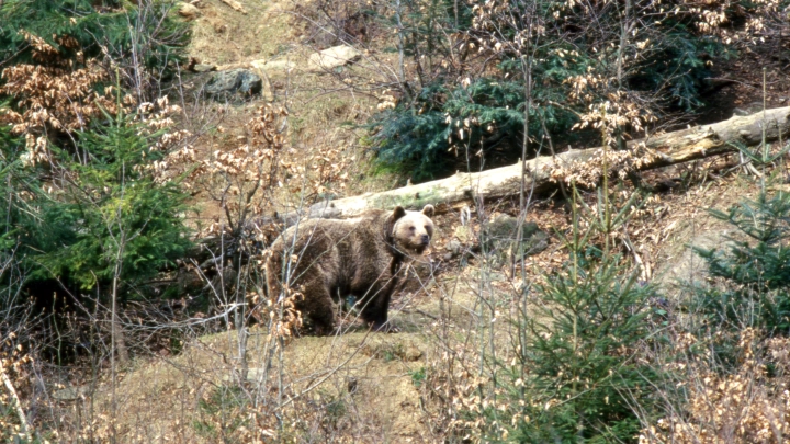 Дикий медведь напал на школьников в Канаде: 11 пострадавших