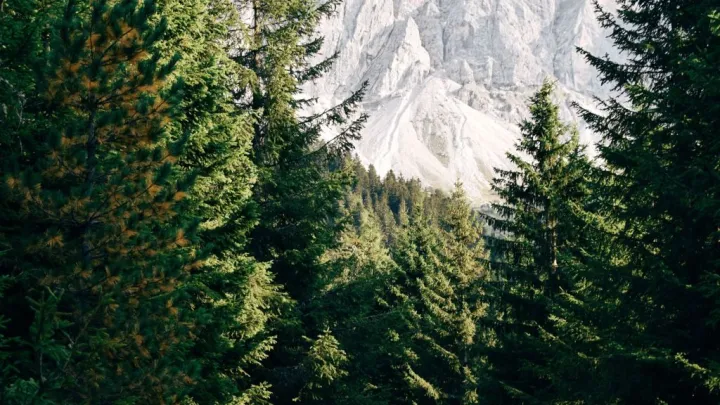 Сменил фамилию: о сыне Усольцева, которого ищет СК, рассказал знакомый семьи