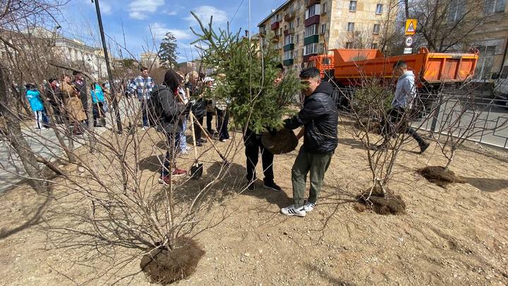 Власти Читы решили заменить некрасивые саженцы елей в октябре