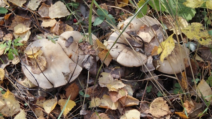 Три женщины в Ростовской области отравились ядовитыми грибами