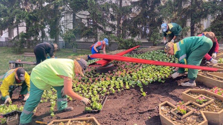 В Новосибирске высадят 5 тысяч белых и розовых бегоний в цветочные часы у Дома Ленина