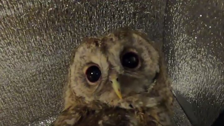 Ну здравствуй, Братишка!: бойцы СВО приютили птенца, который выпал из гнезда