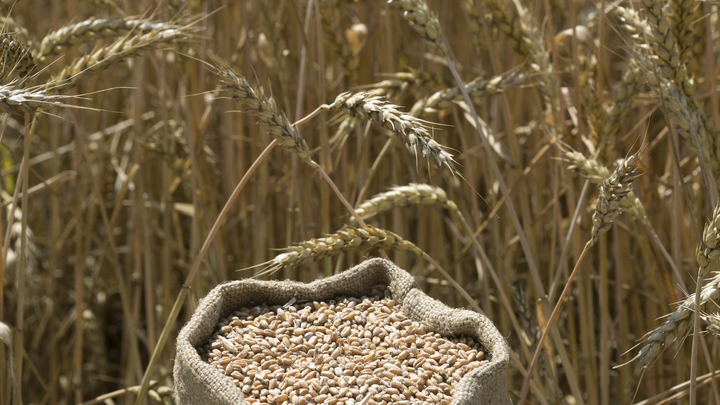 МИД: У Секретариата ООН еще 90 дней для нормализации сельхозэкспорта России