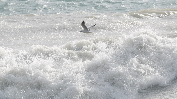 Гигантская волна утащила трёх человек на курорте Биг-Сур