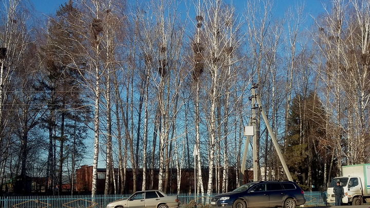 Народные приметы на 17 марта – Герасим-Грачевник: что можно и нельзя делать