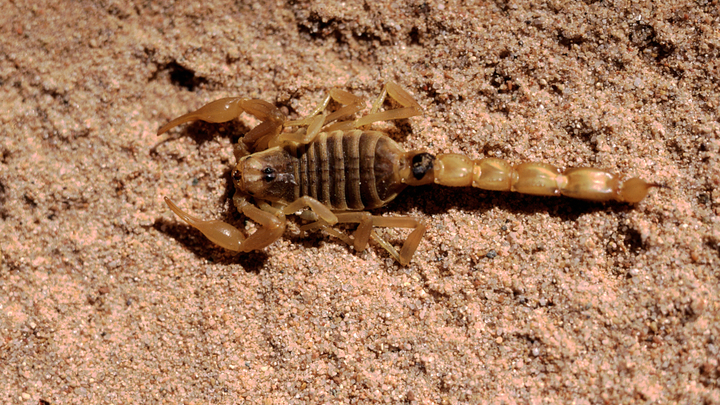 Мары, агути и дегу: В Ростовском зоопарке открыли экзотариум