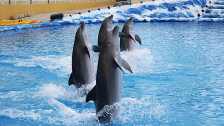 Спасаем не только людей: Лидер Новороссии показал трогательный кадр