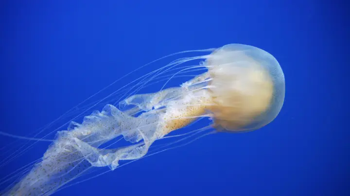 Наномедузы с головой и ножками: Русские учёные придумали микроустройство для тысяч бит информации