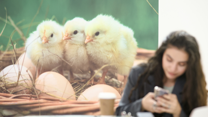 Цены на яйца стабилизировались. Надолго ли?