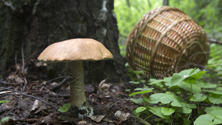 После ливней в августе 2021 жители Новгородской области массово ринулись за грибами