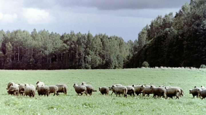 RMF24: стадо овец перешло украинскую границу и напугало польских пограничников