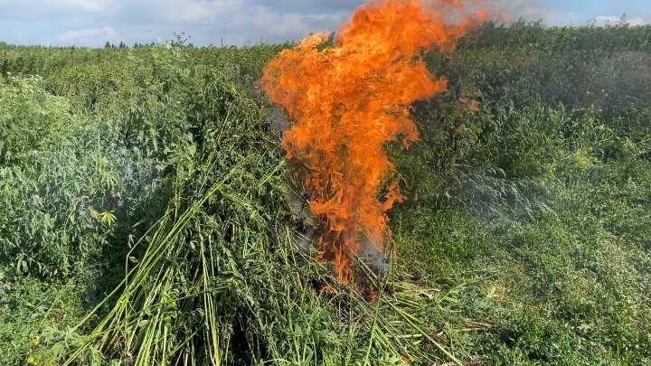 Более гектара дикорастущей конопли сгорело под Кемеровом