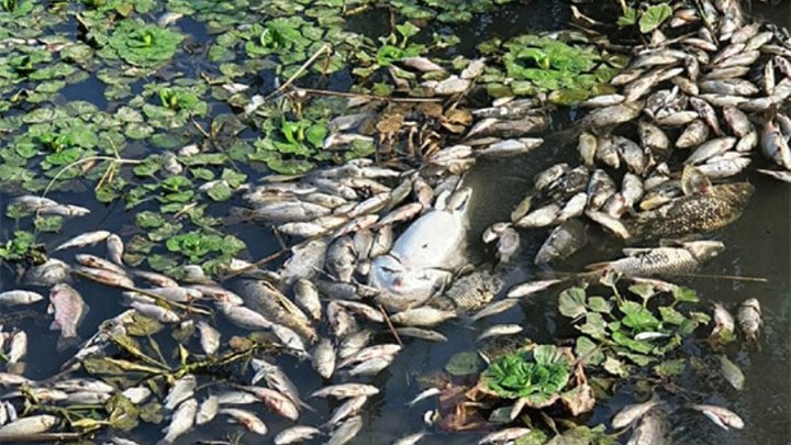 В мэрии Краснодара озвучили причину гибели рыбы в Карасунском озере
