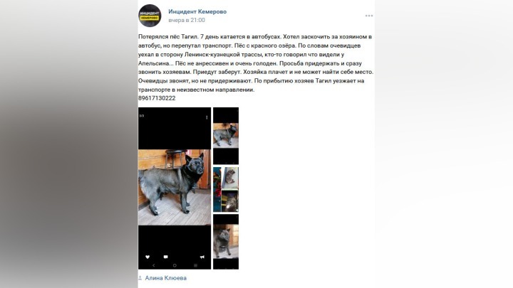 Пес из Кузбасса неделю катается в автобусах, чтобы найти хозяина