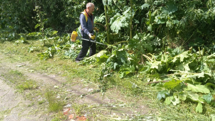 Свыше 150 га борщевика выявил в Архангельской области Россельхознадзор
