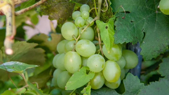 Без риска похмелья: Диетолог назвала продукты, в которых антиоксидантов больше, чем в красном вине