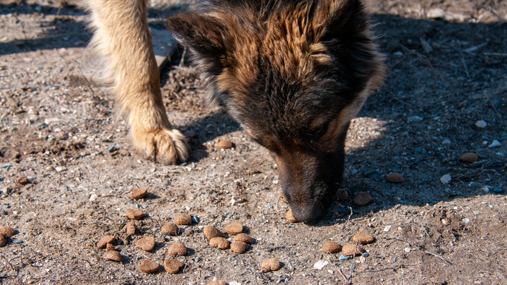Глаза залиты кровью: замученную живодёром собаку нашли в мусорном баке в Новороссийске
