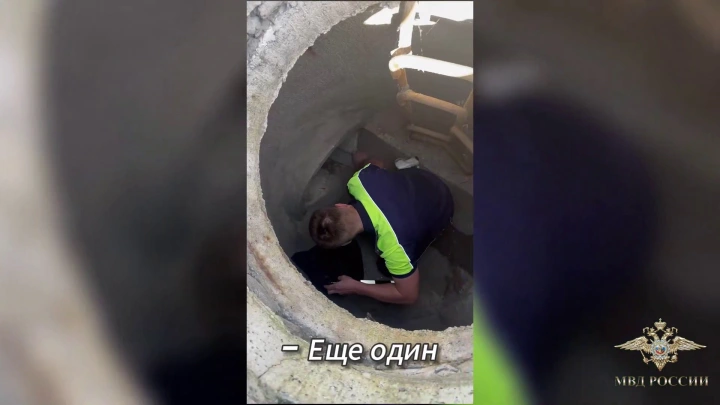 Трогательное видео спасения упавших в канализацию утят в Подмосковье
