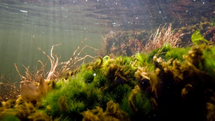 Забыли наполнить баллон воздухом: подробности ЧП с погибшим дайвером в Геленджике