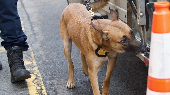 Пентагон опять соврал: Американские военные всё-таки бросили своих собак в аэропорту Кабула