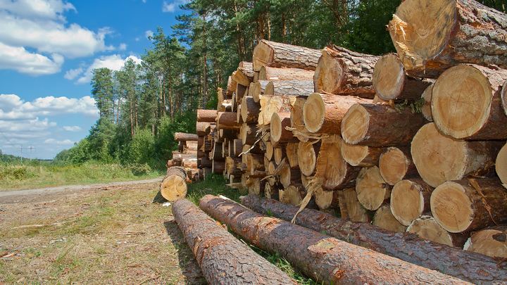 Строй своё, чтоб чужим не досталось: В России придумали, как декриминализовать вывоз древесины