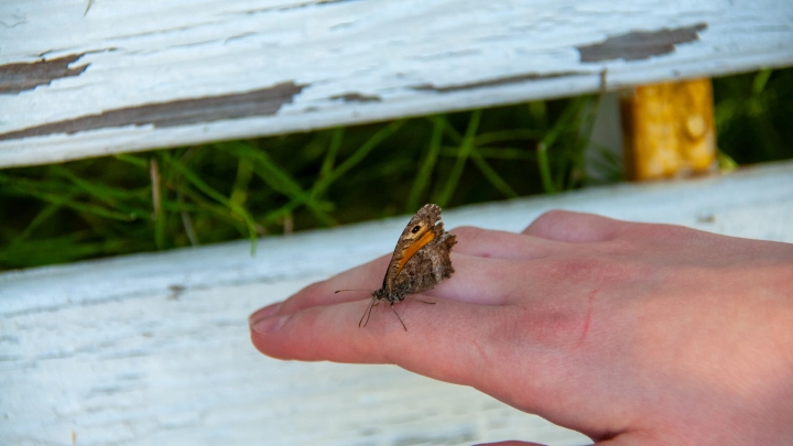 В Бразилии 14-летний подросток умер из-за нелепого челленджа с бабочкой