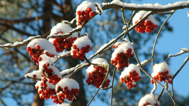 Народные приметы на Кирилла Весноуказчика 27 февраля: зачем нужно утаптывать снег и варить сбитень
