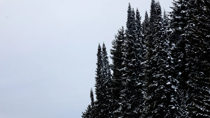 Главное за день 15 ноября: В лесах, где потерялись Усольцевы, найдена девочка. Атака американских ракет на Киев. На Западе началась паника