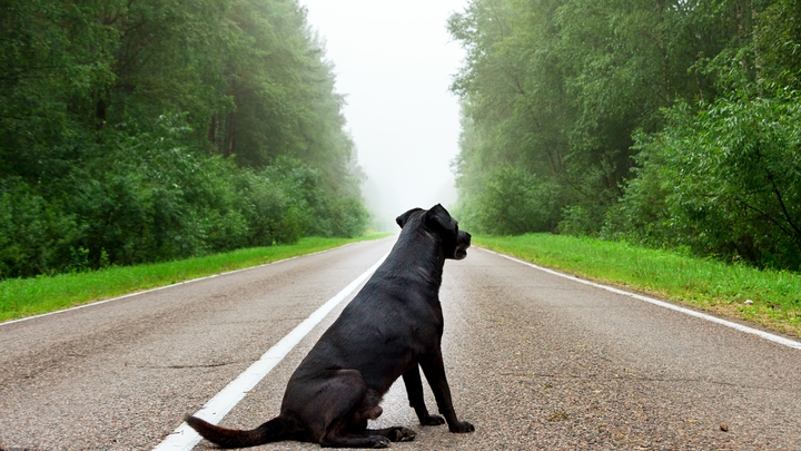 В Кстовском районе домашняя собака насмерть загрызла пенсионерку