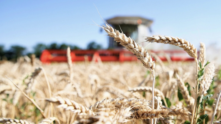 В 2023 году кубанские аграрии должны собрать 12,4 млн тонн зерновых