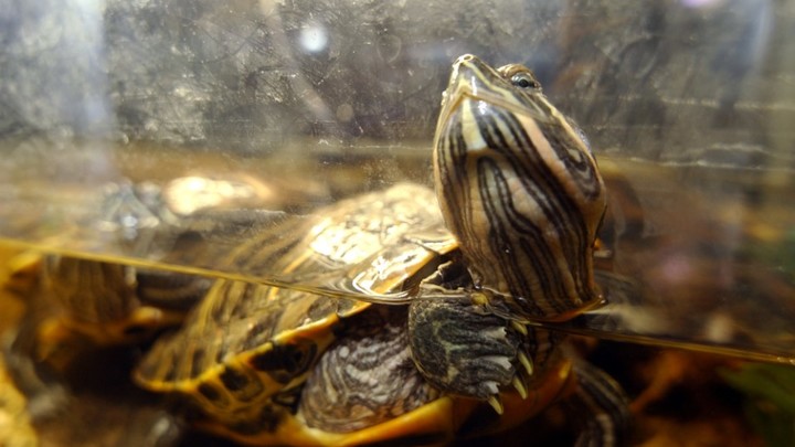 Житель Одессы съел соседскую черепаху: В дело пошёл молоток
