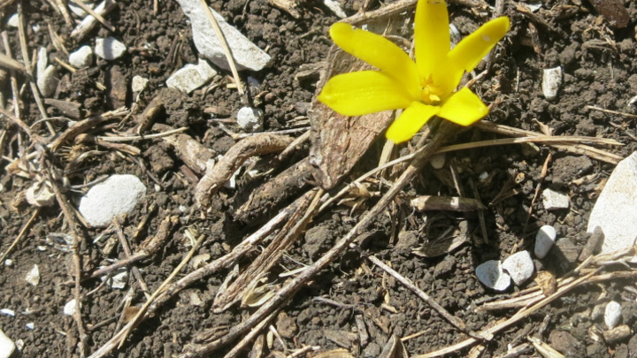 Редчайший загадочный цветок нашли на горе Шизе в Краснодарском крае