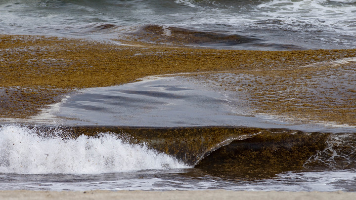 В Мексике красный прилив уничтожил несколько сотен морских черепах