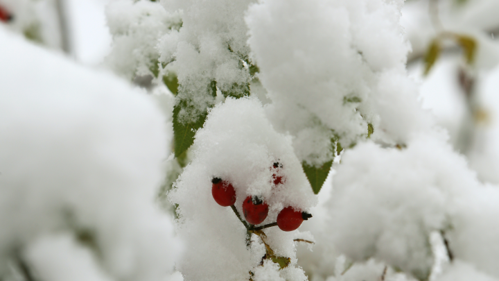 «Снежная деревня» в Китае обманула туристов поддельным снегом из ваты