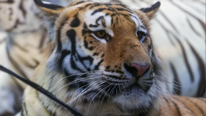 Тигр задрал рыбака в Приморье: На место выехал охотнадзор