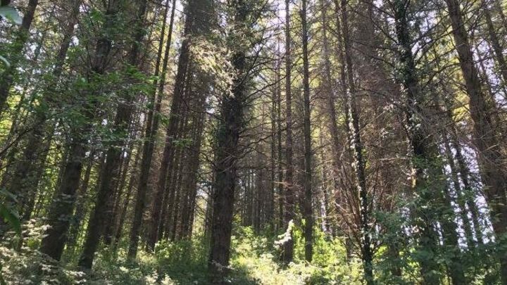 Более 250 гектаров Головинского лесопарка в Сочи стали особо охраняемой территорией