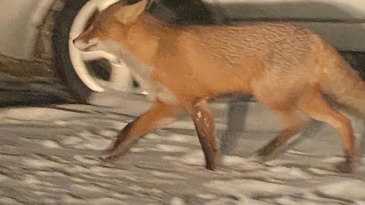 Владимирцы месяц кормят беглую ручную лису