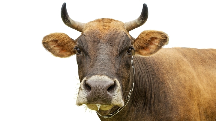 Как при коронавирусе: Самарская область готовится угрозе распространения ящура