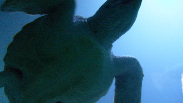 Скончалась 100-килограммовая черепаха, выброшенная на берег Анапы