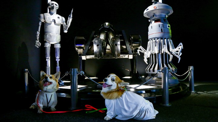 Выбрало не ту дверь. Руководство цирка-шапито не имеет права выставлять на улицу своих собак, уверен депутат Госдумы