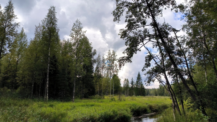 В лесах Удмуртии за один день потерялось 23 человека - в том числе двое детей