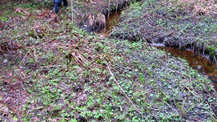 После слов Зеленского о Белоруссии на границе Украины стали рыть окопы