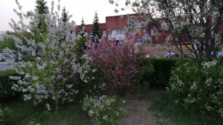В Челябинске Ботанический сад ЧелГУ огородили забором