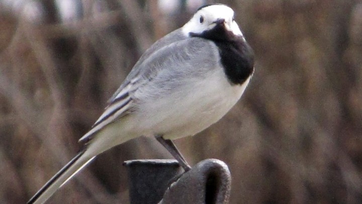 В парке Таганай птица блокировала движение автомобиля