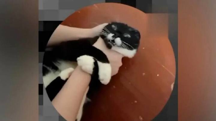 Будем убивать и пытать Барсика с Муркой: полиция Краснодара разыскивает живодёра из Сети