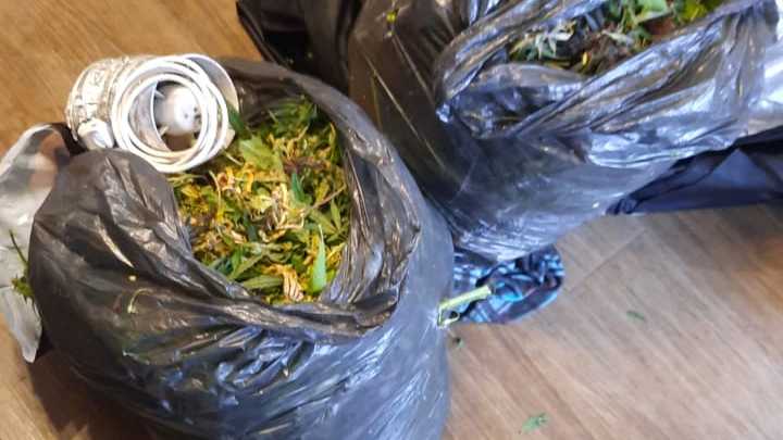 В Петербурге полиция вычислила нарко-агрономов с кустами конопли