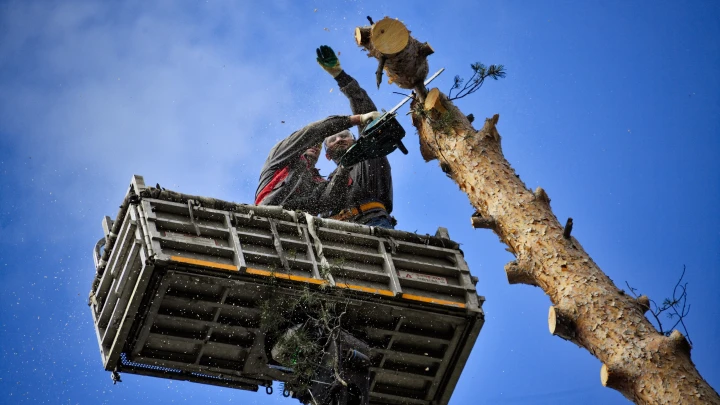 Есть заказ — завалить дерево!: подмосковные лесники сняли вирусное видео