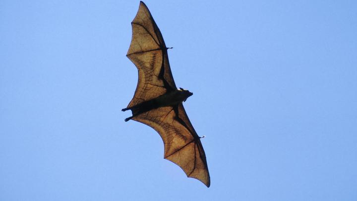 Учёные нашли собратьев виновника пандемии COVID-19. Появились опасения